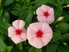 White Pink Vinca Plant.