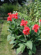 Canna Red Plant.