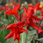 Canna Red Plant.