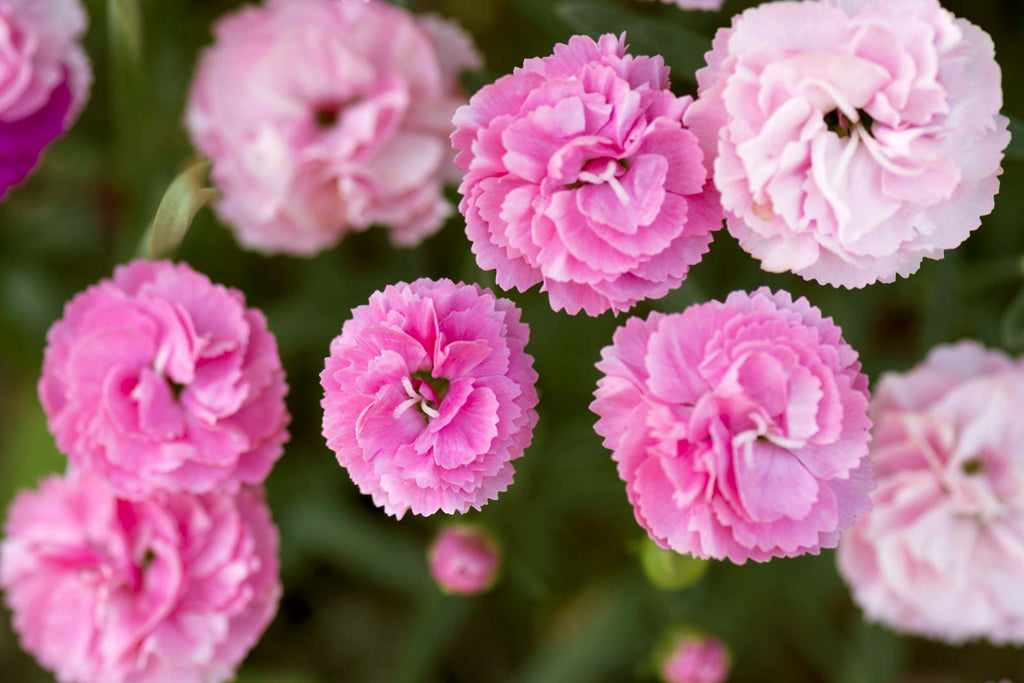 Carnation Pink Plant.