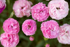 Carnation Pink Plant.
