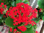 Kalanchoe Plant.
