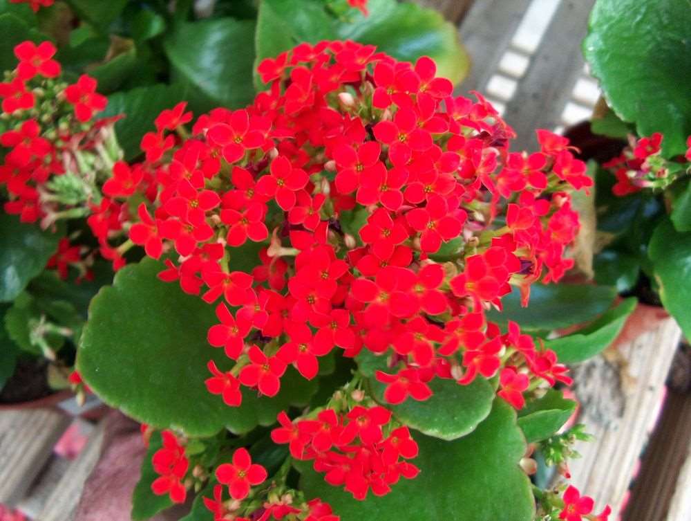 Kalanchoe Plant.