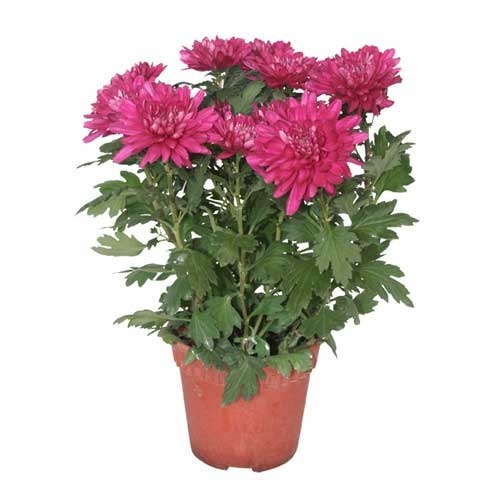 Shevanti, Chrysanthemum Purple Plant.