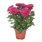 Shevanti, Chrysanthemum Purple Plant.