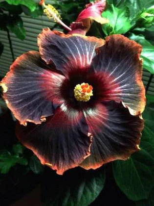 Taiwan Night Rider Hibiscus Plant