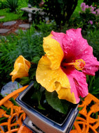 Yellow Pink Double Color Hibiscus Plant