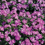 Purple Vinca Plant.