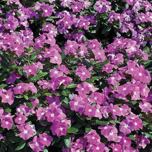 Purple Vinca Plant.