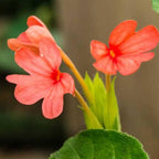 firecracker flower -Kannakabaram Plant - Crossandra infundibuliformis