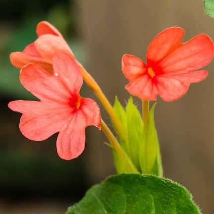 firecracker flower -Kannakabaram Plant - Crossandra infundibuliformis