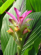 Black Turmeric Plant.