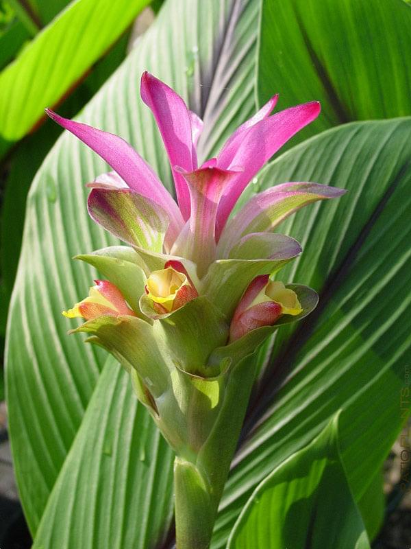Black Turmeric Plant.