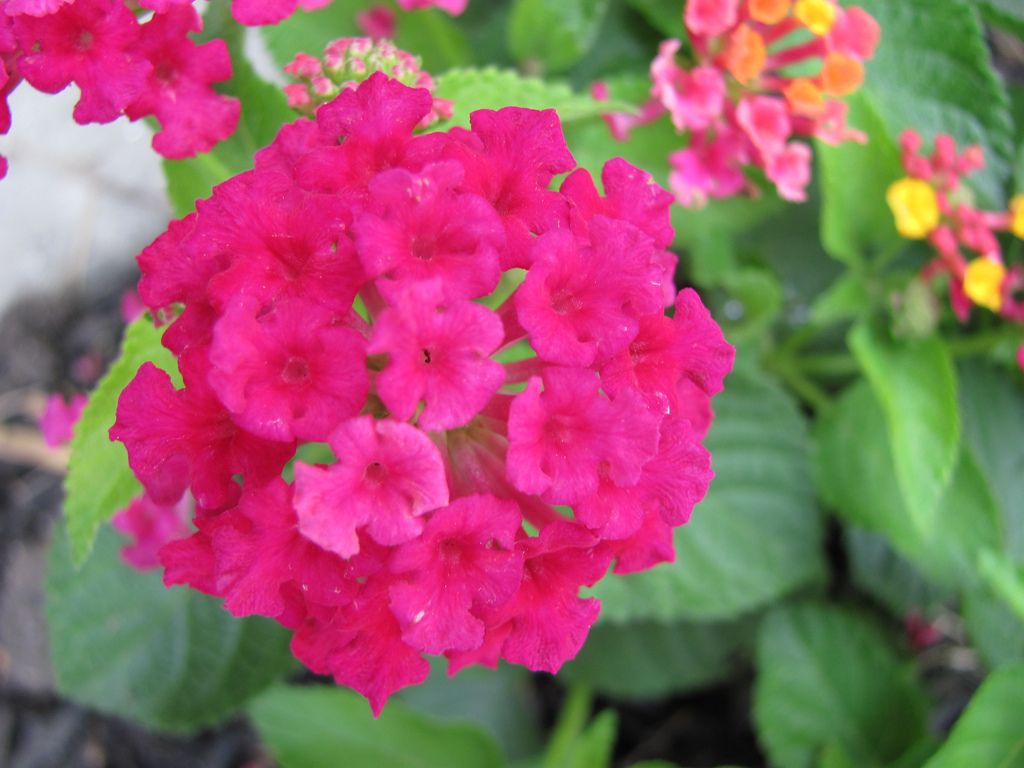 Pink Lantana Plant.