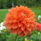 Dahlia Plant - Dahlia pinnata