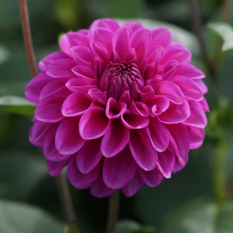 Dahlia Plant - Dahlia pinnata