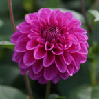 Dahlia Plant - Dahlia pinnata