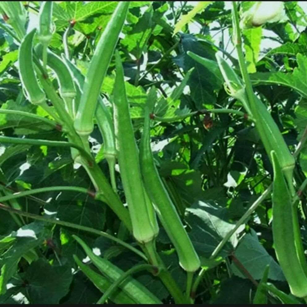 Okra Green Vegetable Seed Balls.