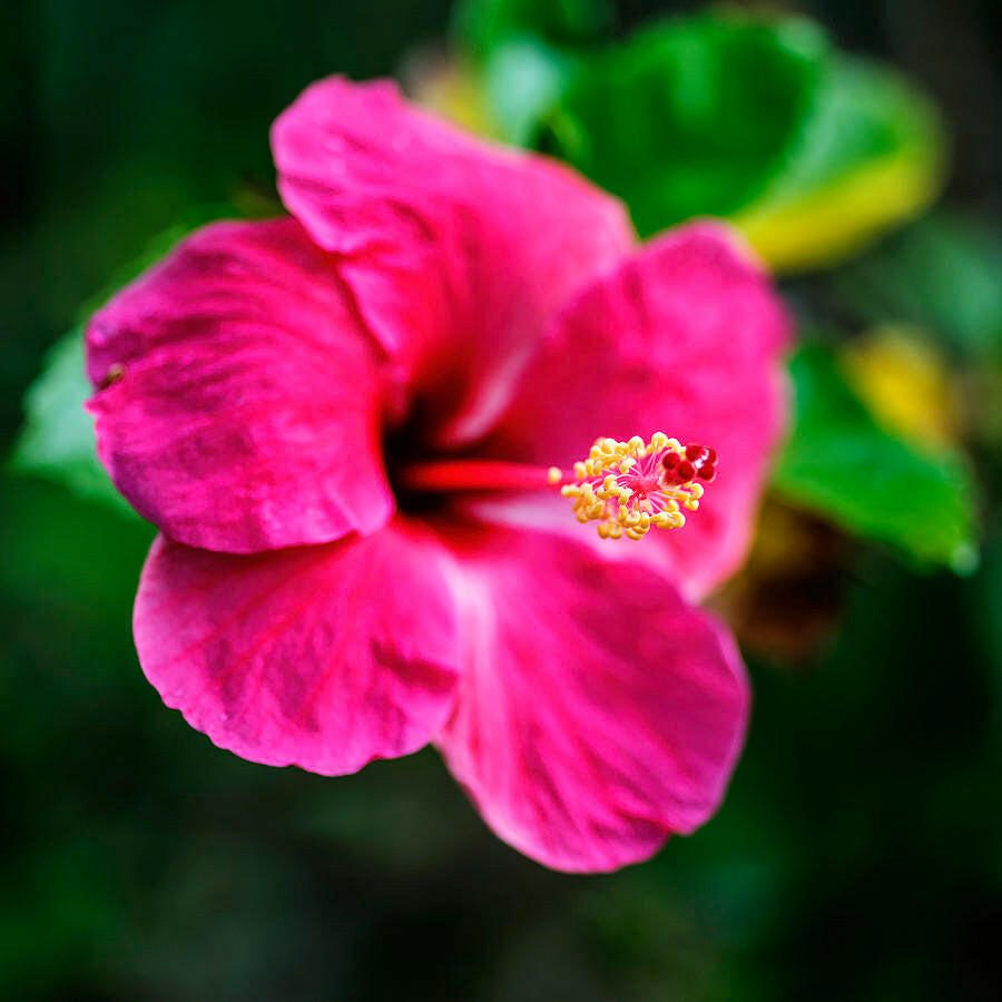 Dark Pink Hibiscus Plant - Gudhal Plant.