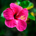 Dark Pink Hibiscus Plant - Gudhal Plant.