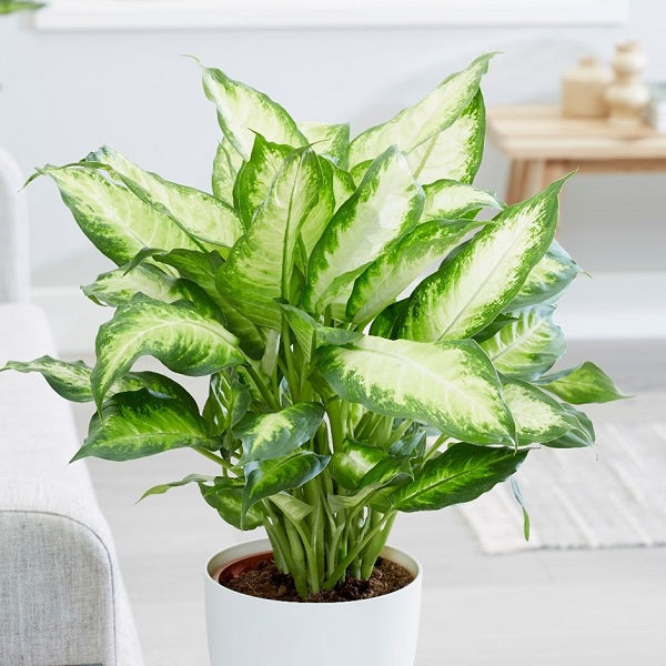Dieffenbachia Maculata Plant.