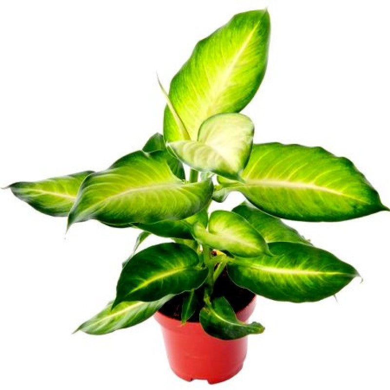 dieffenbachia maculate Dieffenbachia Maculata Plant freeshipping