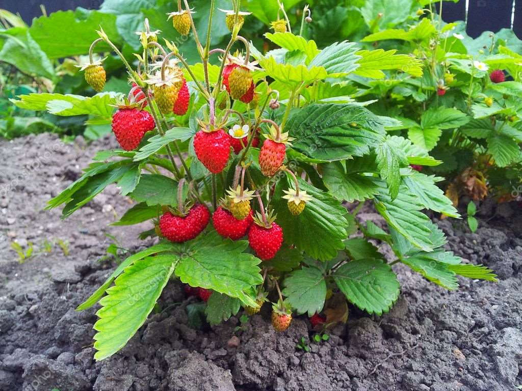 Grafted Strawberry Fruit Plant.