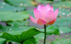Pink Lotus Plant.