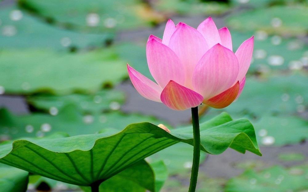 Pink Lotus Plant.
