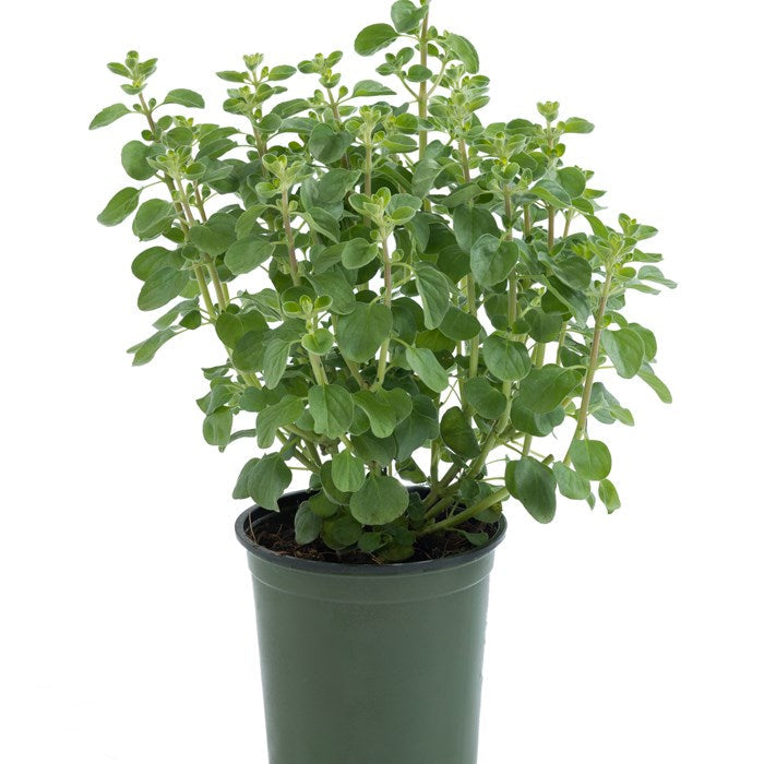 Davanam- Davana- Artemisia pallens Plant.