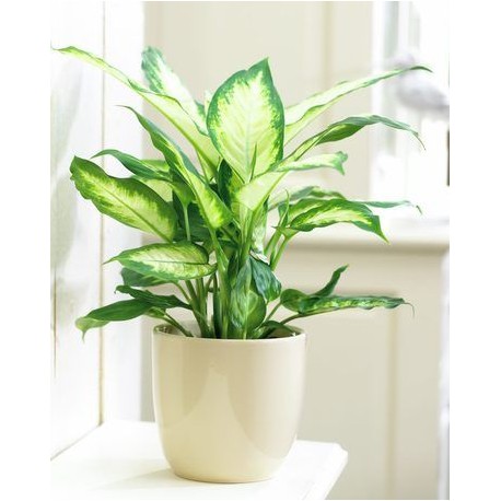 Dieffenbachia Maculata Plant.