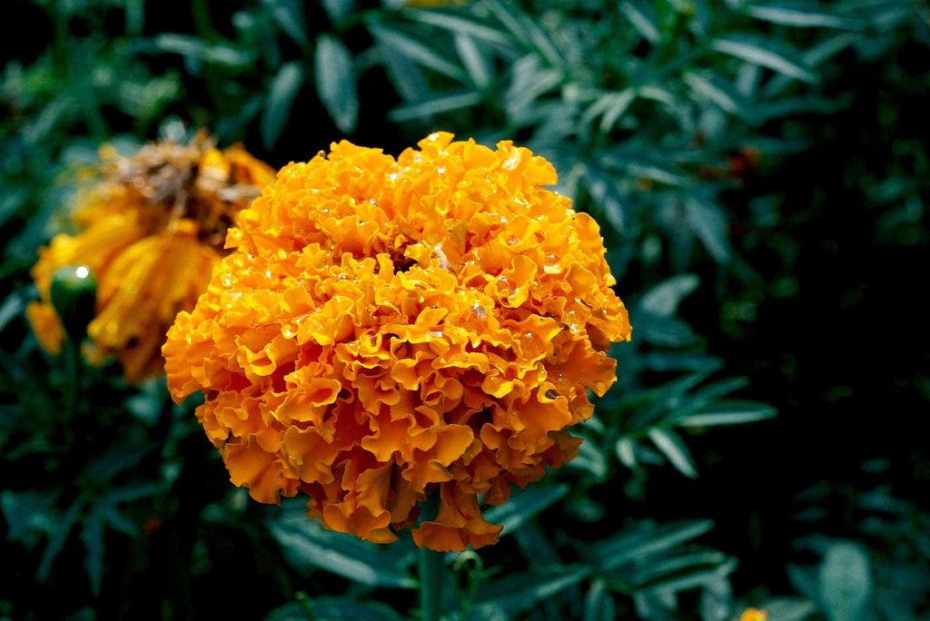 Orange Marigold.