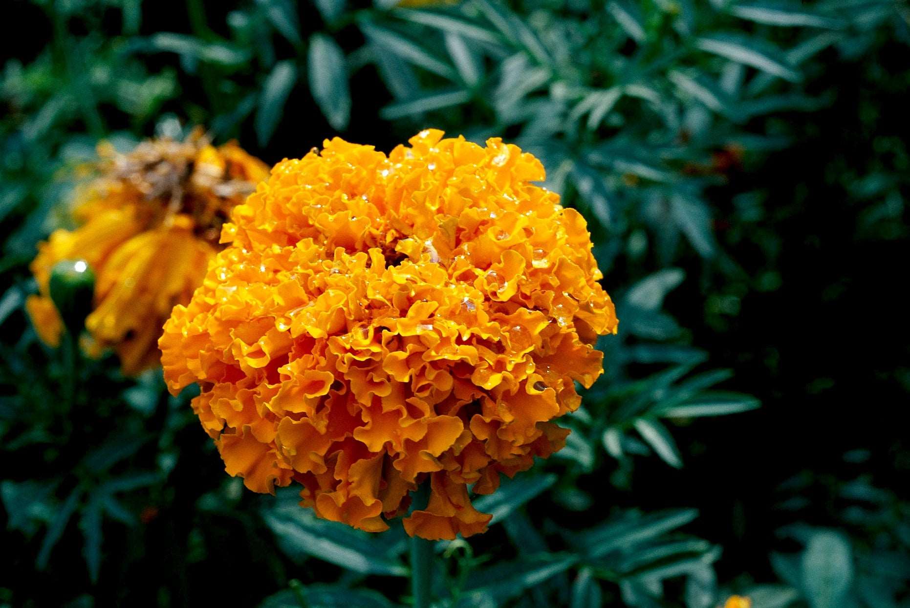 Orange Marigold.
