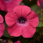 Petunia Pink Plant.