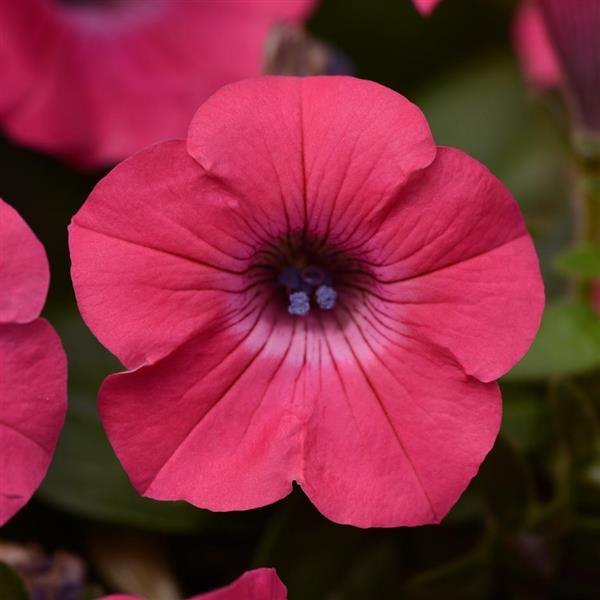 Petunia Pink Plant.