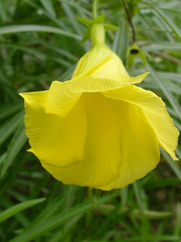 Yellow Oleander Plant.