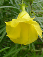 Yellow Oleander Plant.