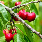 Grafted Cherry Fruit Plant.