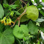 Kodi Sampangi / Tonkin Jasmine Plant.