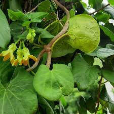 Kodi Sampangi / Tonkin Jasmine Plant.