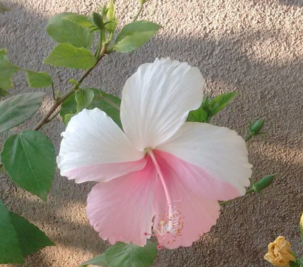 White Pink Double Color Hibiscus Plant