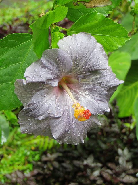 Grey Hibiscus Plant
