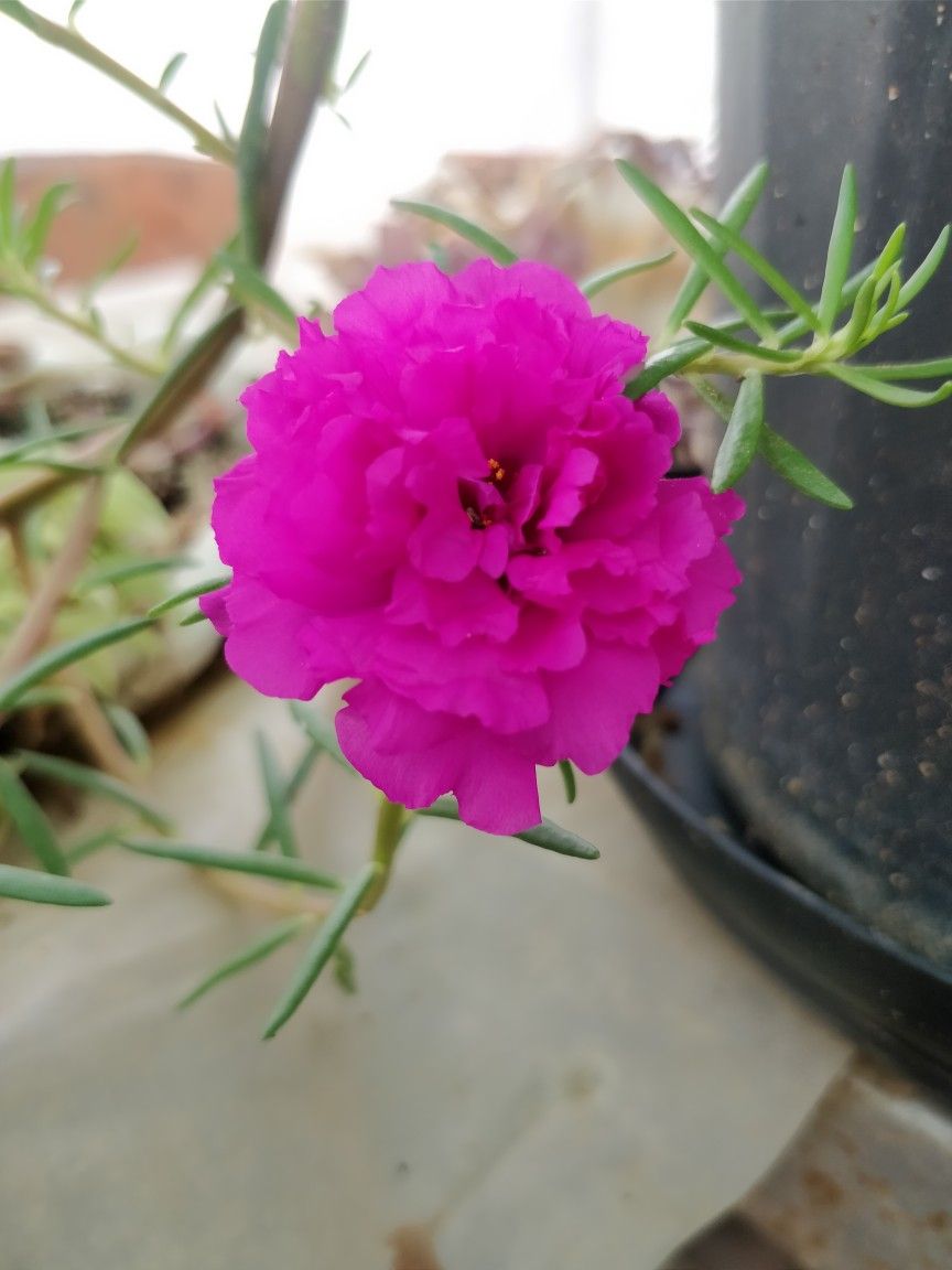 Table Rose Purple Plant.