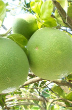 Grafted Pomelo - Pambalimas Fruit Plant.