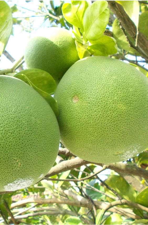 Grafted Pomelo - Pambalimas Fruit Plant.
