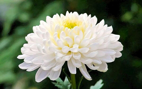 Shevanti, Chrysanthemum White Plant.