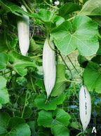 Snake Gourd Small Vegetable Seed Balls.