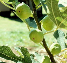Grafted Fig White Fruit Plant.