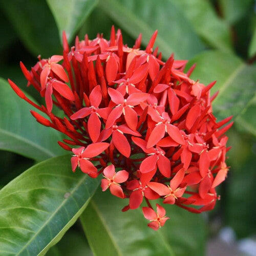 Red Ixora Plant.