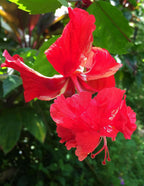 Red Cluster Hibiscus Plant - Gudhal Plant.
